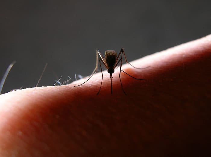 infected mosquito biting person in new mexico