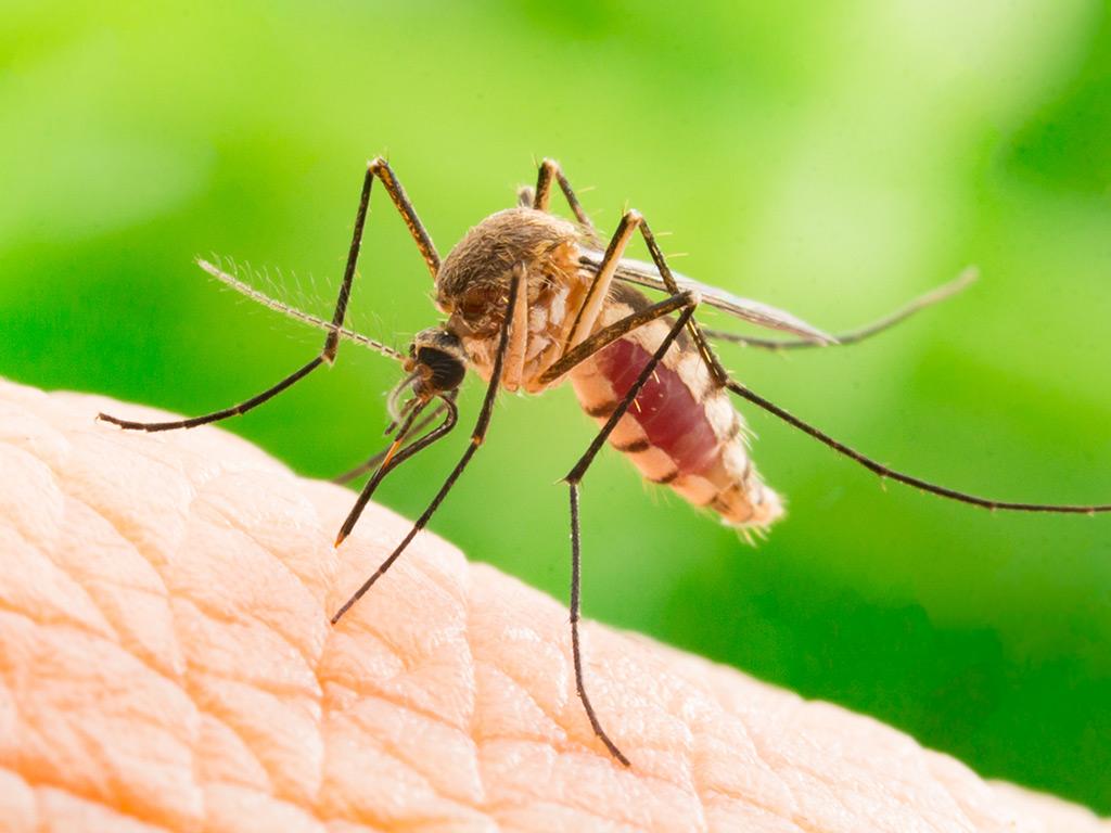 female mosquito taking a blood meal