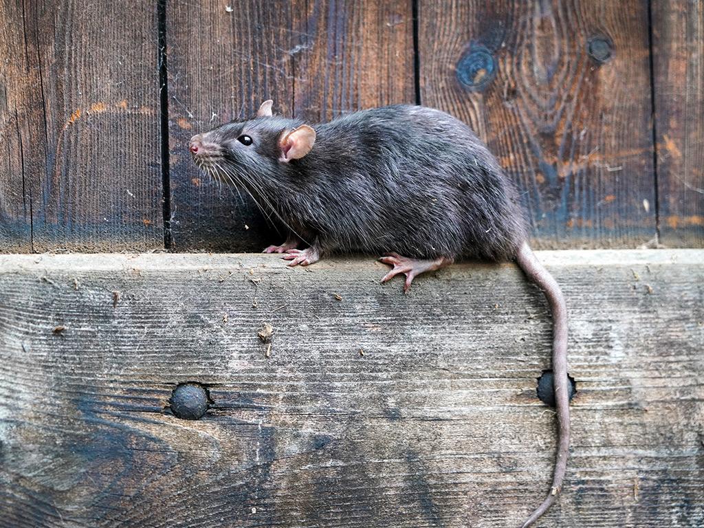 norway rat in yard