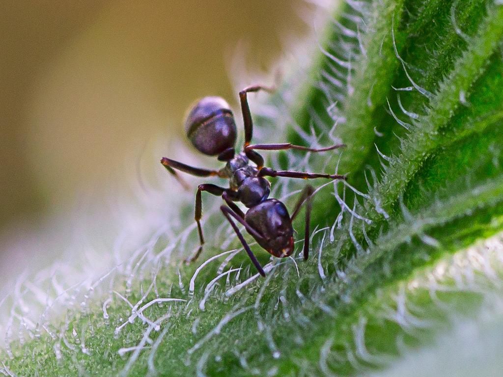 odorous house ant searching for food