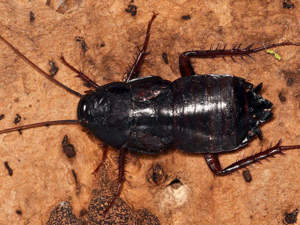 oriental cockroach inside home