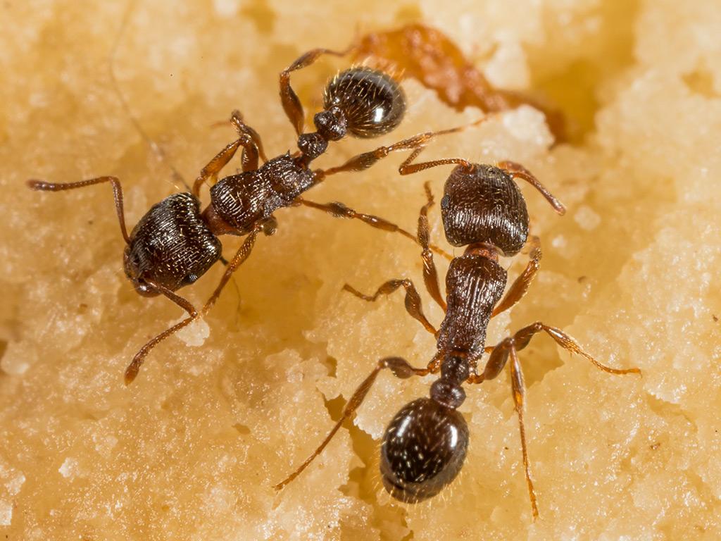 pavement ants searching for food