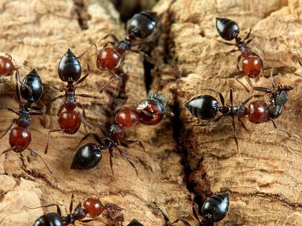 acrobat ants foraging in new mexico