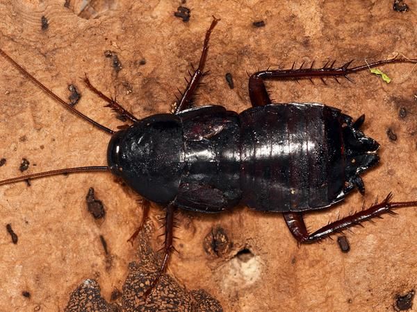 shiny black cockroach