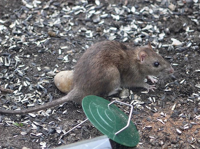 rat in albuquerque eating from a knocked down bird feeder