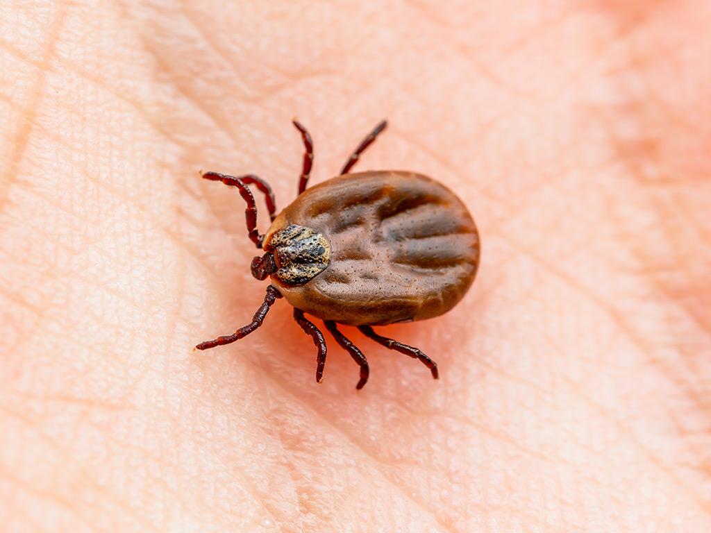 types of deer ticks