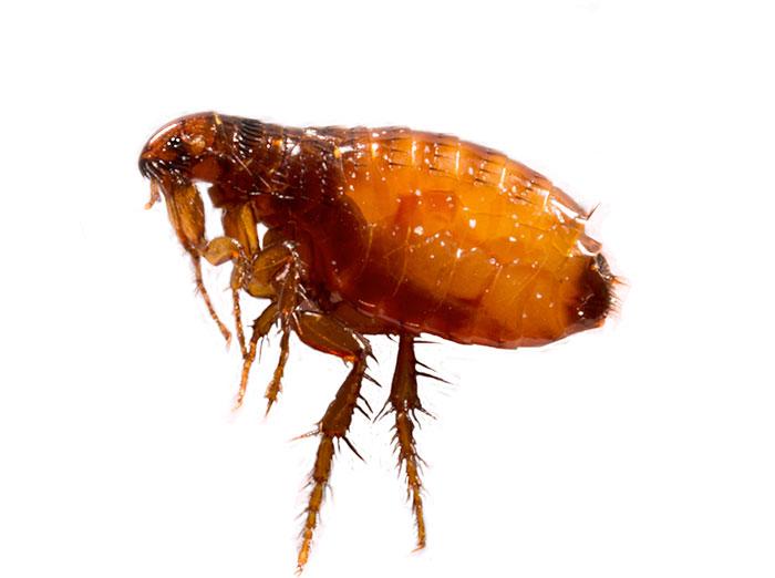 adult flea