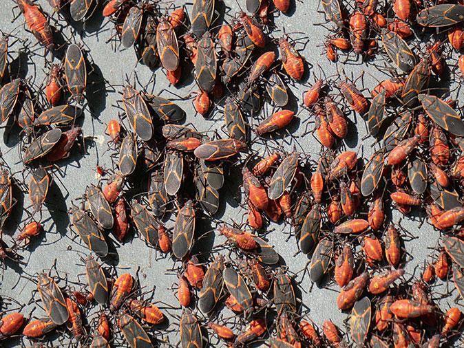 large population of boxelder bugs in NM