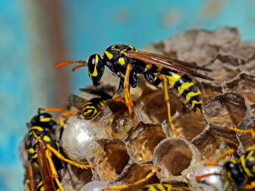 yellow jackets building a nest