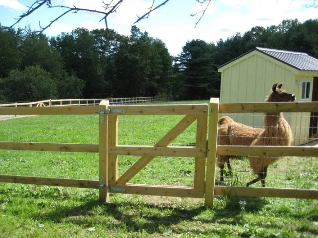 Rail Fences Wooden with alpacas