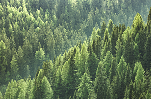 pine trees