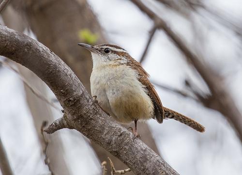 Top Trails For Birding