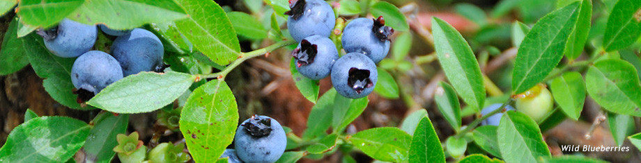 maine grown blueberries before they become natural skincare products, powders, and teas