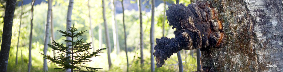 giant chaga mushroom on a birch tree in the maine forest