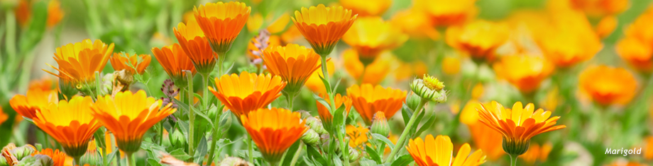 wild growing marigolds in a field in the state of maine