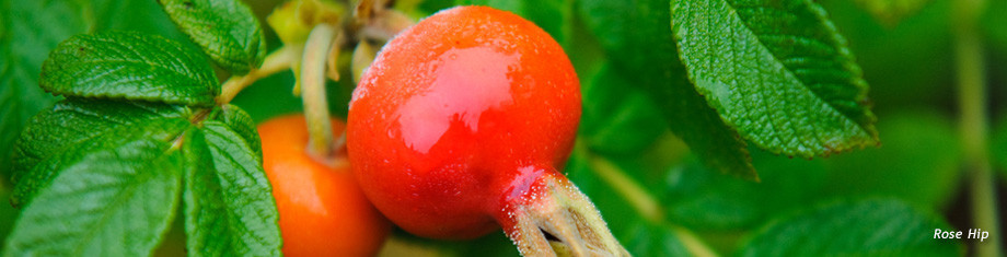 rose hip in maine