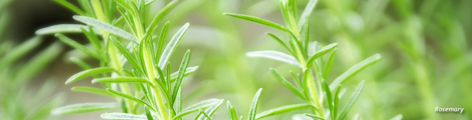 up close of a rosemary plant in a maine garden