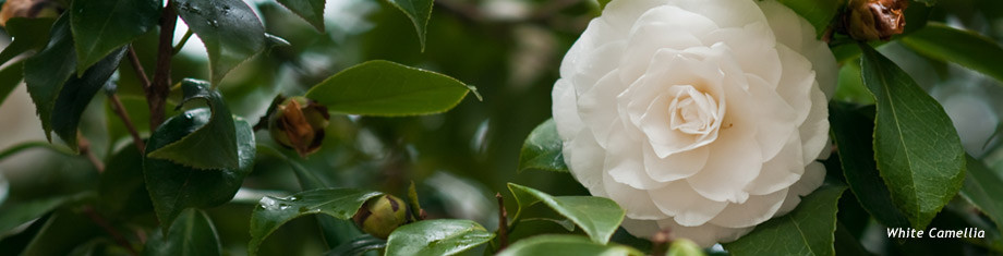 white camellia flower in maine