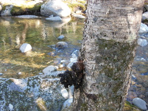 chaga growing near water in maine