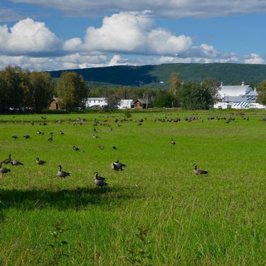 Fields with birds