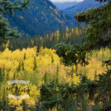 Forest and mountains