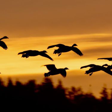 Birds flying
