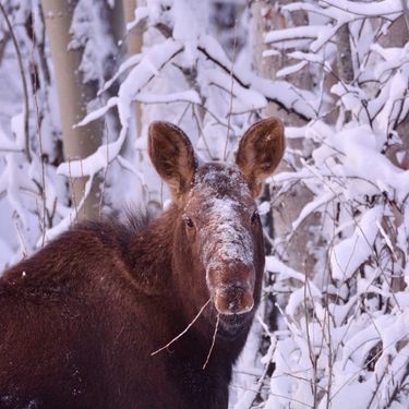 Moose