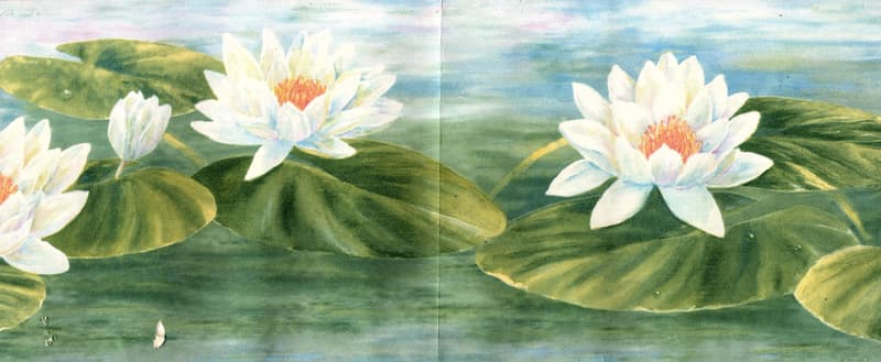 EXTRA WIDE BORDER