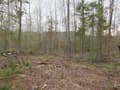 14.48 Acres Woodstock, Concord Pond Rd