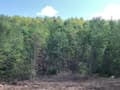 56 Acres Woodstock/Bryant Pond