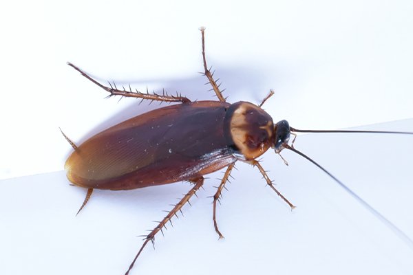 cockroach on a white countertop