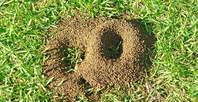 ant hill on a lawn