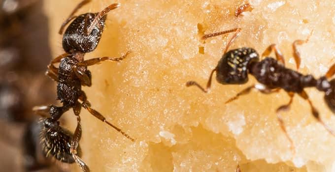 two ants crawling on food in a home in virginia