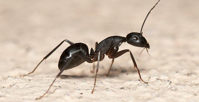 carpenter ant on white surface