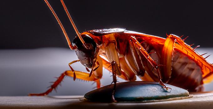 up close image of a cockroach crawling on a floor