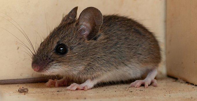 a house mouse hiding in a cupboard