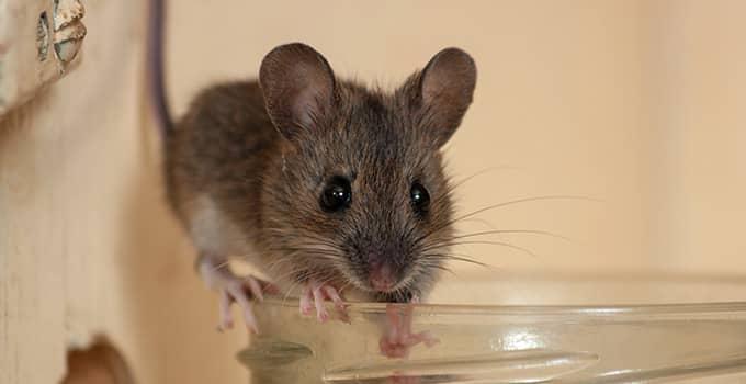 a mouse on a cup in a home in virginia