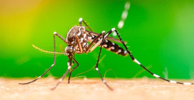 a mosquito biting a persons arm in virginia