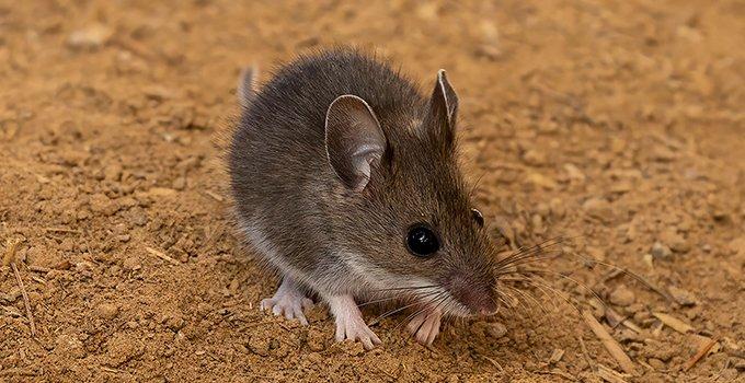 a mouse crawling on the ground