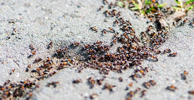 pavement ants in driveway