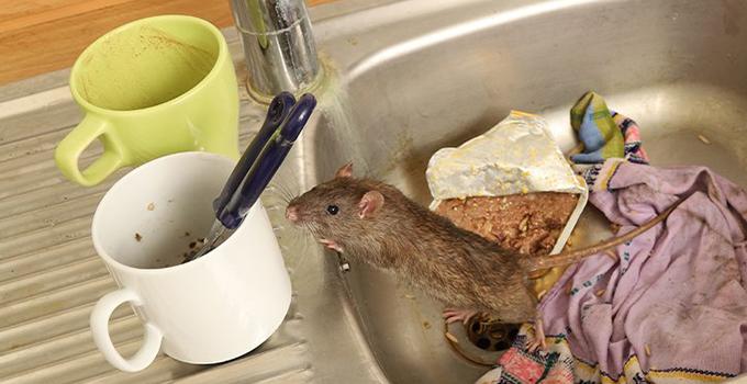 rat in dirty sink