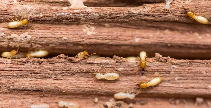 a swarm of termites chewing on a wooden structure in christiansburg virginia