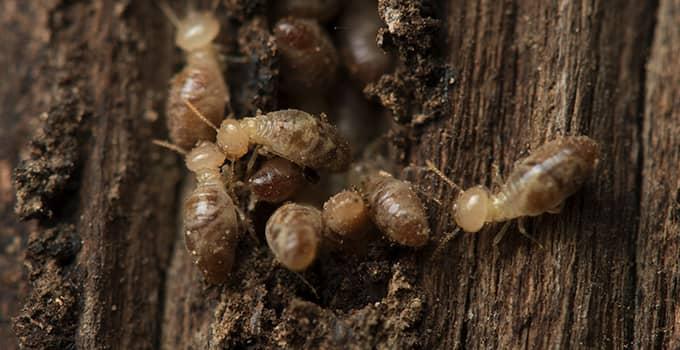 many termites damaging wood at a virginia property