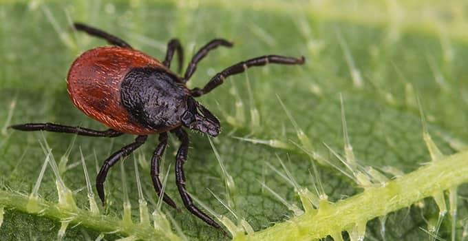 a tick on a leaf outside of a home in virginia