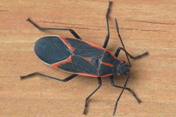 boxelder bug in wood