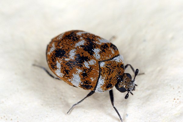 carpet beetle on drywall