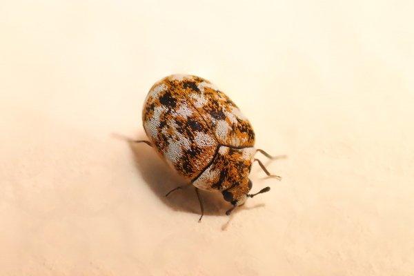 carpet beetle on skin
