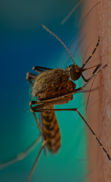 a mosquito on a persons arm in a christiansburg virgina yard