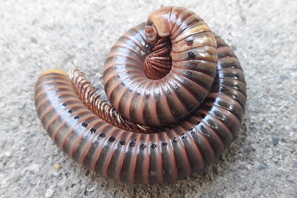 millipede curled into a ball