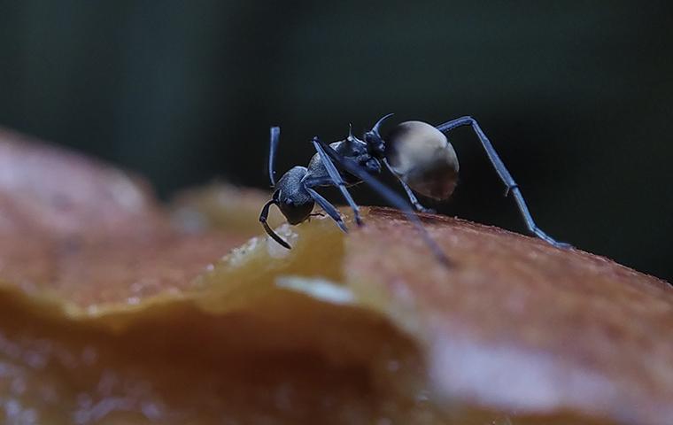 odorous house ant on food